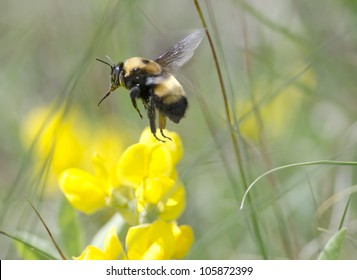 Bee In Flight