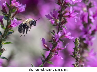 A bee in flight between stalk's of budding Purple Loosestrife flowers.