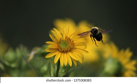 Bee In Flight With Flower Background