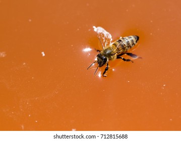 the bee is floating in orange honey