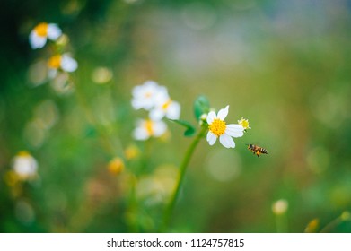 the bee and flower