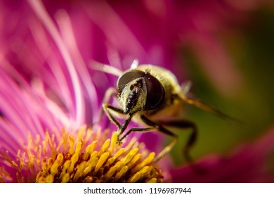 bee and flower