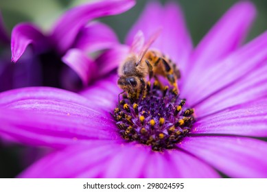 bee flower