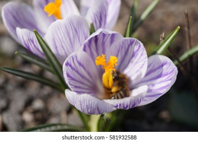 bee in flower