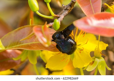 Bee and flower