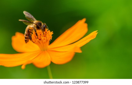 Bee in flower bee amazing,honeybee pollinated of yellow flower