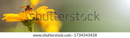 Bee and flower. Banner. Close up of a large striped bee collecting pollen on a yellow flower on a Sunny bright day. Macro horizontal photography. Summer and spring backgrounds