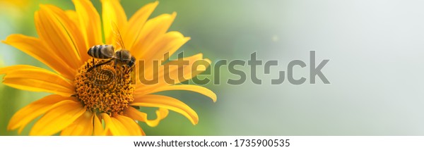 Bee and flower. Banner. Close up of a large\
striped bee collecting pollen on a yellow flower on a Sunny bright\
day. Summer and spring\
backgrounds