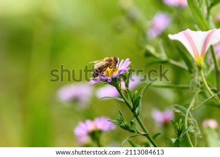 Bee and flower. Close up of a large bee collecting pollen on purple flower on a Sunny day. Macro horizontal photography. Summer and spring backgrounds
