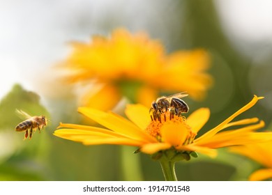 Bee and flower. Close up of a large striped bee collects honey on a yellow flower on a Sunny bright day. Macro horizontal photography. Summer and spring backgrounds - Powered by Shutterstock