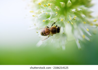 Bee And Flower. Close Up Of A Large Striped Bee Collects Pollen From An Onion Flower On A Green Background. Summer And Spring Backgrounds