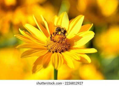 Bee and flower. Close up of a large striped bee collecting pollen on a yellow flower on sunny  day. Summer and spring backgrounds - Powered by Shutterstock