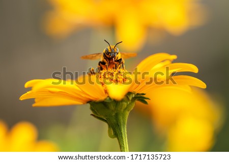 Bee and flower. Close up of a large striped bee collecting pollen on a yellow flower on a Sunny bright day. Macro horizontal photography. Summer and spring backgrounds