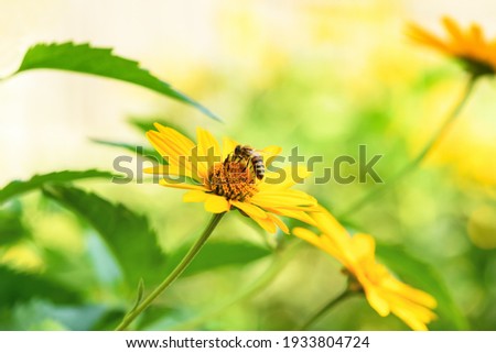 Bee and flower. Close up of a large striped bee collecting pollen on a yellow flower on a Sunny day on a green background. A bee collects honey. Summer and spring backgrounds