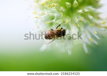 Bee and flower. Close up of a large striped bee collects pollen from an onion flower on a green background. Summer and spring backgrounds