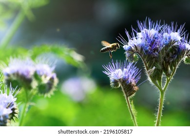Bee and flower phacelia. Close up flying bee collecting pollen from phacelia on a green background. Phacelia tanacetifolia (lacy). Summer and spring backgrounds