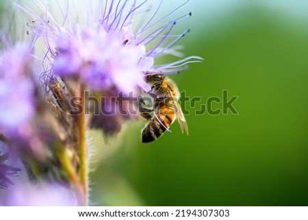 Bee and flower phacelia. Close up of a large striped bee collecting pollen from phacelia on a green background. Phacelia tanacetifolia (lacy). Macro photography