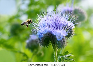 Bee and flower phacelia. Flying bee collects pollen from phacelia against the backdrop of greenery. Phacelia tanacetifolia (lacy). Summer and spring backgrounds