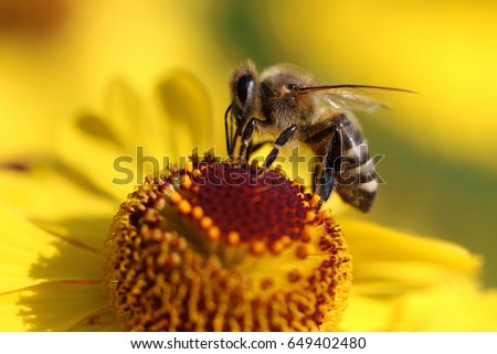 bee and flowers

