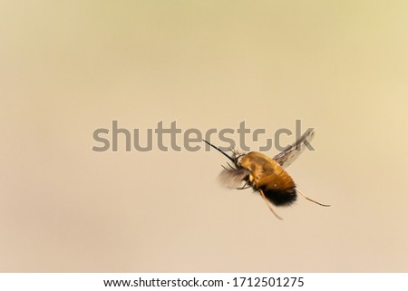 Similar – Image, Stock Photo sum Wild animal Bee Flock