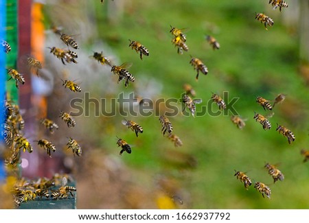 bee fly to the hive with pollen