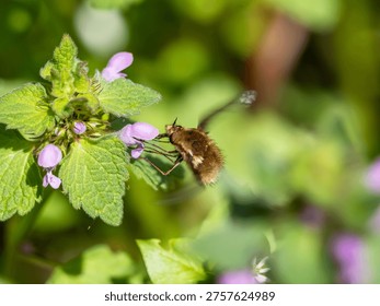 Bee fly hovering over wild flowers pollination biodiversity concept