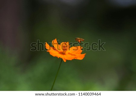 Similar – Schwebefliege im orangenem Mohn