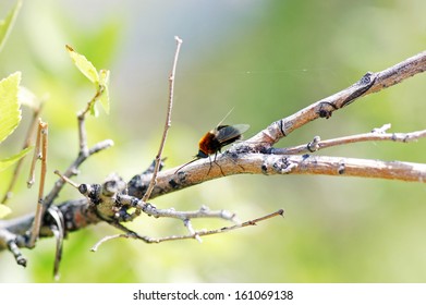 Bee fly sitting on branch