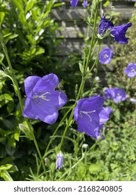 Bee Flyer On Violett Flower In The Sunny Garden