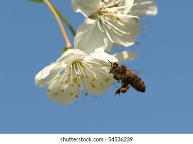 bee flying