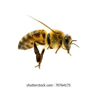 bee in flying