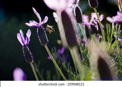 Bee Flying Around A Lavender Flower With Sun Shining Behind Creating A Silhouette, With Purple Petals Glowing In The Light. 