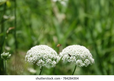 Bee flying between two white flowers