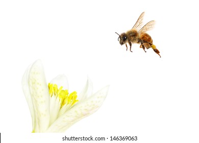 Bee Flying To The Citrus Flower. Isolated On White Background 