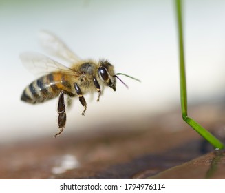 bee flying to drink water 