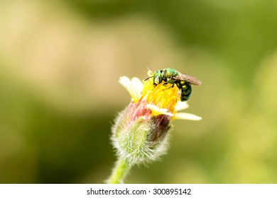 Bee Flying To The Flower.