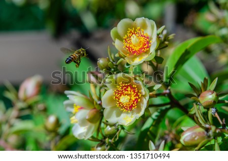 Bee flying in the flowers of ora pro nobis Imagine de stoc © 
