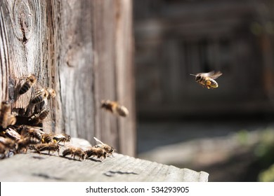 Bee flying to hive. The bees enter the hive. 