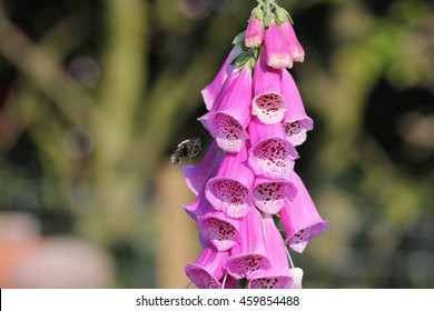 Bee Flying Into Foxglove