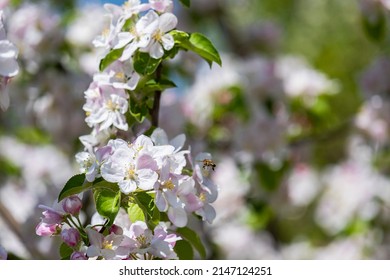 A bee flying on an apple tree flower. Beautiful spring scene, bee and flowering fruit tree.