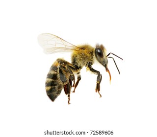 Bee In Flying On White