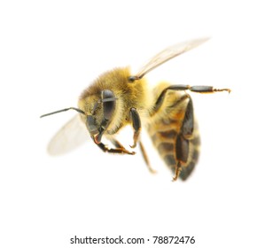 Bee In Flying On White