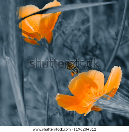 Similar – Schwebefliege im orangenem Mohn