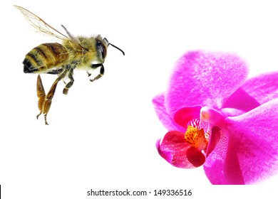 Bee Flying To The Orchid Flower. Isolated On White Background 