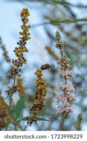 Bee Flying Over A Chaste Tree Branch.