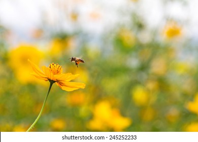 A bee flying over a yellow flower