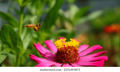 a bee flying past a vibrant pink zinnia flower, with a blurred green background and other flowers.The zinnia's yellow center and petals are in full bloom. a moment of beauty and natural harmony. - Powered by Shutterstock