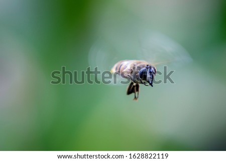 Similar – Image, Stock Photo sum Wild animal Bee Flock