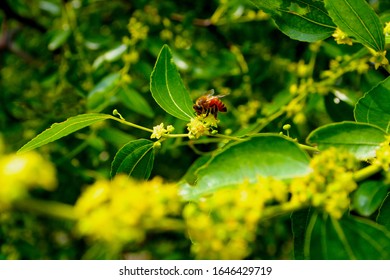 Jujube Flower High Res Stock Images Shutterstock