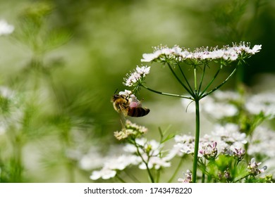 Bee Foraging Coriander In Bloom
